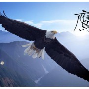 重慶山之鷹金屬制品有限責任公司